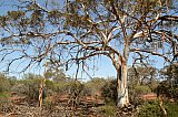 Eucalyptus vittata, magnificent spreading branches holdinng long strips of bark that have peeled away.  Photo by Amanda Keesing - Eucalypts and Eucalypt Woodlands