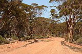 Track through stand of Gimlets (Eucalyptus salubris).  Photo by Amanda Keesing - Eucalypts and Eucalypt Woodlands