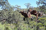 BIF outcropping on the Range with Dryandra arborea (Banksia arborea) on the left in the foreground.  Photo by Amanda Keesing - Helena and Aurora Range (Bungalbin)