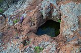Small waterhole in BIF outcopping with two small plants in flower of Tetratheca aphylla subsp. aphylla.  Photo by Amanda Keesing - Helena and Aurora Range (Bungalbin)