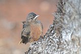 Fledgling of Rufous Treecreeper  Photo by Amanda Keesing - Fauna on Helena and Aurora Range