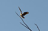 Brown Falcon  Photo by Amanda Keesing - Fauna on Helena and Aurora Range