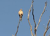 Brown Falcon  Photo by Amanda Keesing - Fauna on Helena and Aurora Range