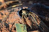 Spider at entrance to burrow  Photo by Amanda Keesing - Insects and other Invertebrates on Helena and Aurora Range