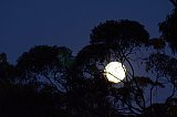 Moon behind Eucalypt trees.  Photo by Amanda Keesing - Eucalypts and Eucalypt Woodlands