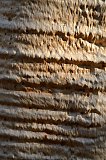Eucalyptus ridged bark.  Photo by Amanda Keesing - Eucalypts and Eucalypt Woodlands