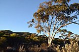 Mallee with hills of Helena and Aurora Range (Bungalbin) in the background.  Photo by Amanda Keesing - Eucalypts and Eucalypt Woodlands