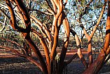 Eucalyptus salubris (Gimlet).  Photo by Laura Corbett - Eucalypts and Eucalypt Woodlands