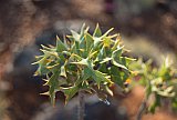 Dryandra arborea - Flora of Helena and Aurora Range