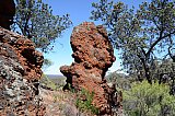 BIF outcropping and Dryandra arborea trees (also known as Banksia arborea).  Photo by Amanda Keesing - Helena and Aurora Range (Bungalbin)
