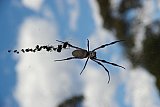 Orb Spider  Photo by Vicki Warburton - Insects and other Invertebrates on Helena and Aurora Range