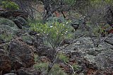 Eremophila clarkei - Flora of Helena and Aurora Range