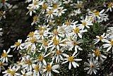 Olearia pimeleoides - Flora of Helena and Aurora Range