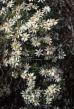 Olearia pimeleoides - Flora of Helena and Aurora Range