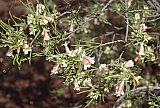 Eremophila oppositifolia - Flora of Helena and Aurora Range