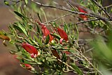 Eremophila decipiens - Flora of Helena and Aurora Range