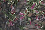 Eremophila oppositifolia - Flora of Helena and Aurora Range