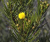 Acacia shapelleae  Photo by Geoff cockerton - Flora of Helena and Aurora Range
