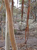 Eucalyptus vittata and hanging strips of bark.  Garden Club photo - Eucalypts and Eucalypt Woodlands