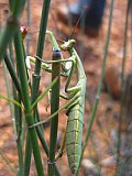 Praying Mantis  Photo by Amanda Keesing - Insects and other Invertebrates on Helena and Aurora Range