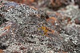 Lichen on BIF rock - Rocks and Lightening the Elements