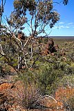 Mallee and BIF outcropping.  Photo by Rob Neave - Helena and Aurora Range (Bungalbin)