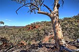 Old Eucalyptus capillosa subsp. capillosa (Inland Whitegum) framing great view.  Photo by Rob Neave - Helena and Aurora Range (Bungalbin)