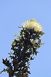 Dryandra arborea - Flora of Helena and Aurora Range