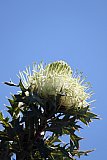 Dryandra arborea - Flora of Helena and Aurora Range
