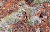 Perentie (Varanus giganteus) - Fauna on Helena and Aurora Range