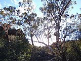 Eucalypts on top of the Range. - Helena and Aurora Range (Bungalbin)