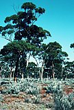 Eucalyptus salmonophloia (Salmon Gum) Woodland, 3km SSW of Bungalbin Hill.  Photo by Ken Newbey, September 1982. - Eucalypts and Eucalypt Woodlands