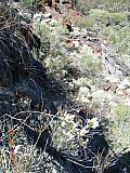 Leucopogon spectablis - Flora of Helena and Aurora Range