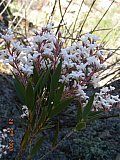 Leucopogon spectablis - Flora of Helena and Aurora Range