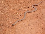 Ringed Brown Snake (Pseudonaja modesta)  Photo by Laura Corbett - Fauna on Helena and Aurora Range
