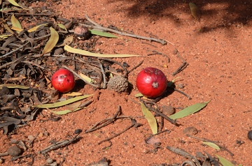 0024-AJK_2079quandong_360w.jpg