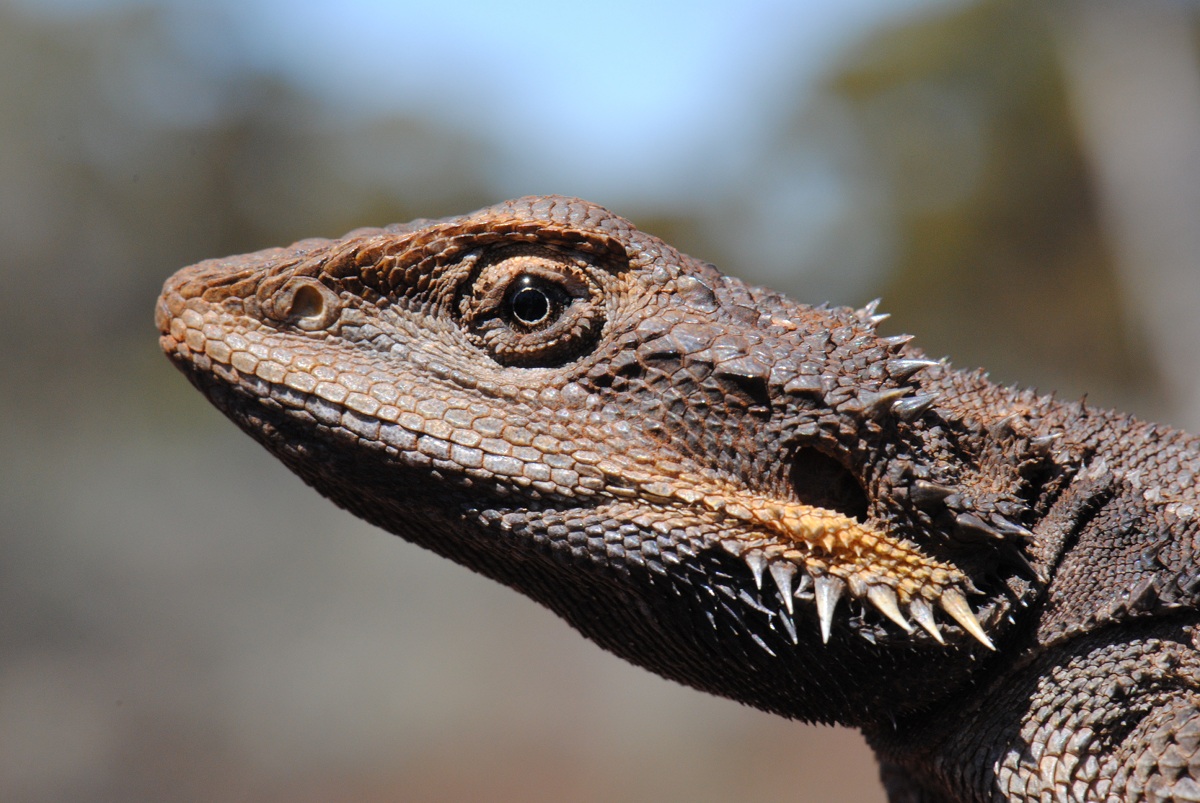 DSC_0582_WesternBeardedDragon_Gallery_0.JPG