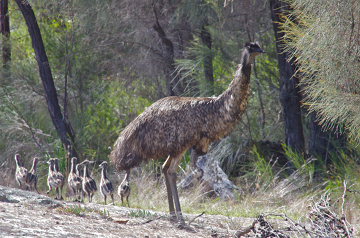 Emu_andChicks_IMGP9948_MarkBinns_360w.jpg