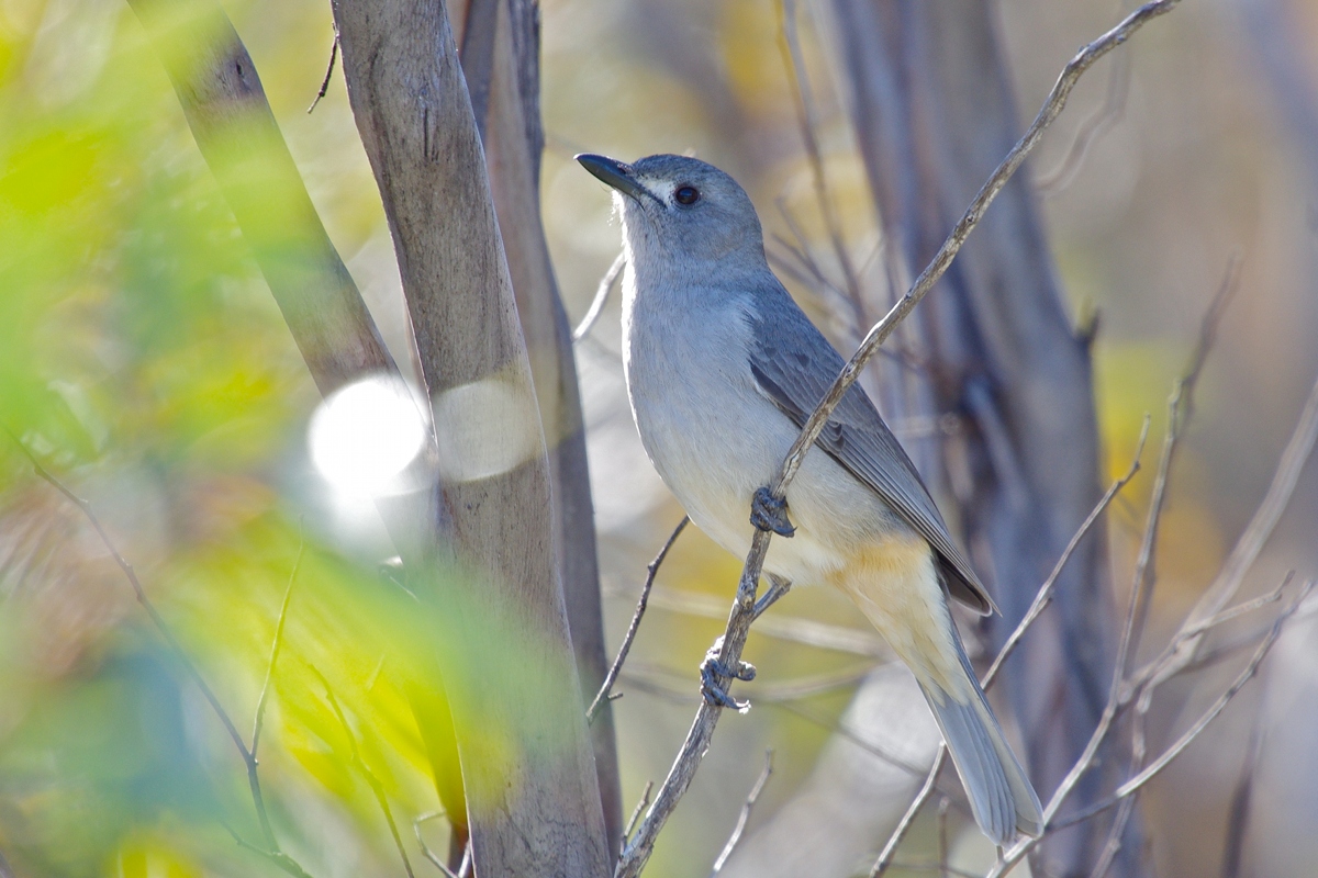 Grey_Shrike_Thrush_IMGP9713__MarkBinns_360w.jpg