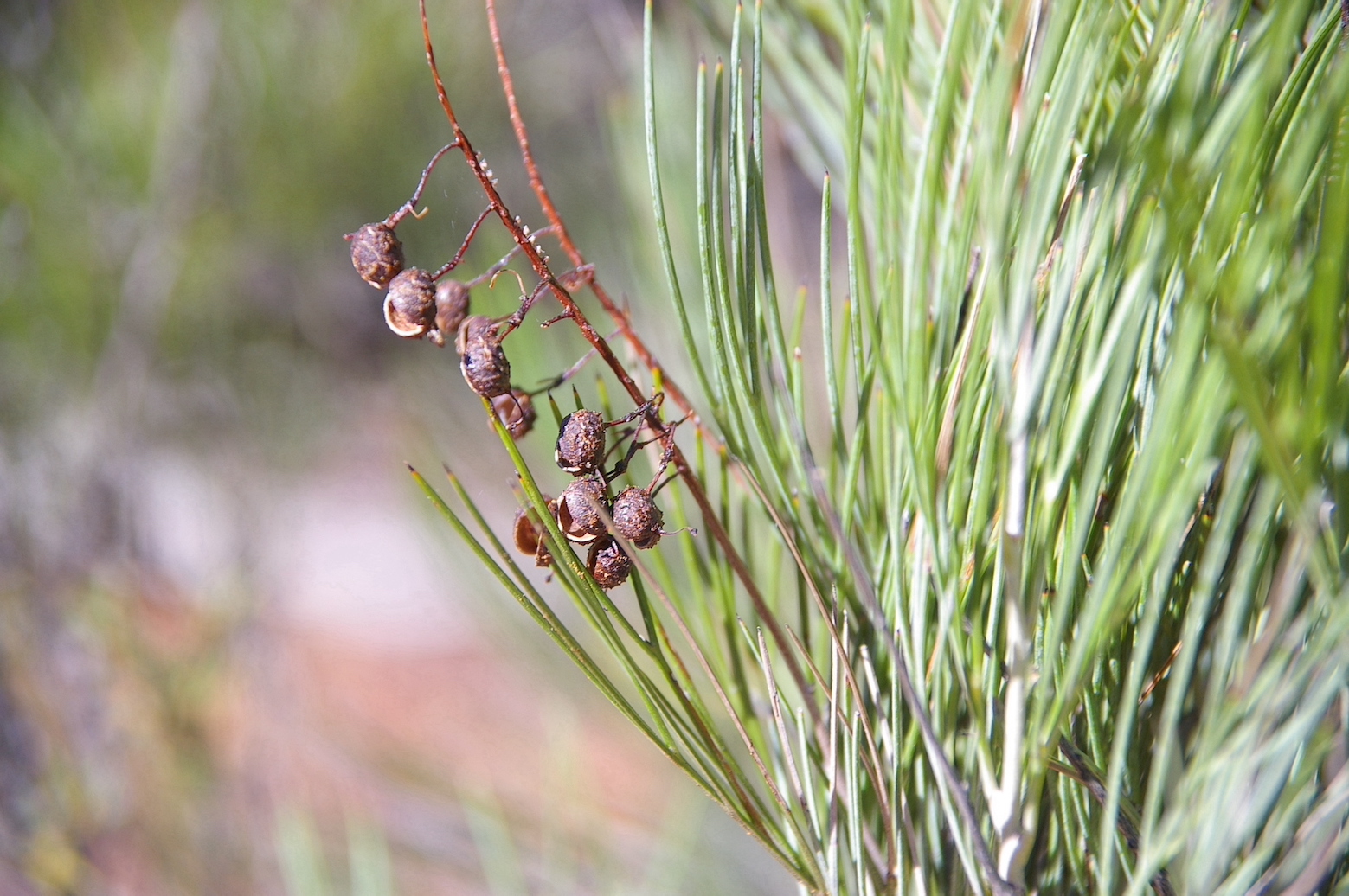 IMGP1849 Grevillea nematohylla fruit copy
