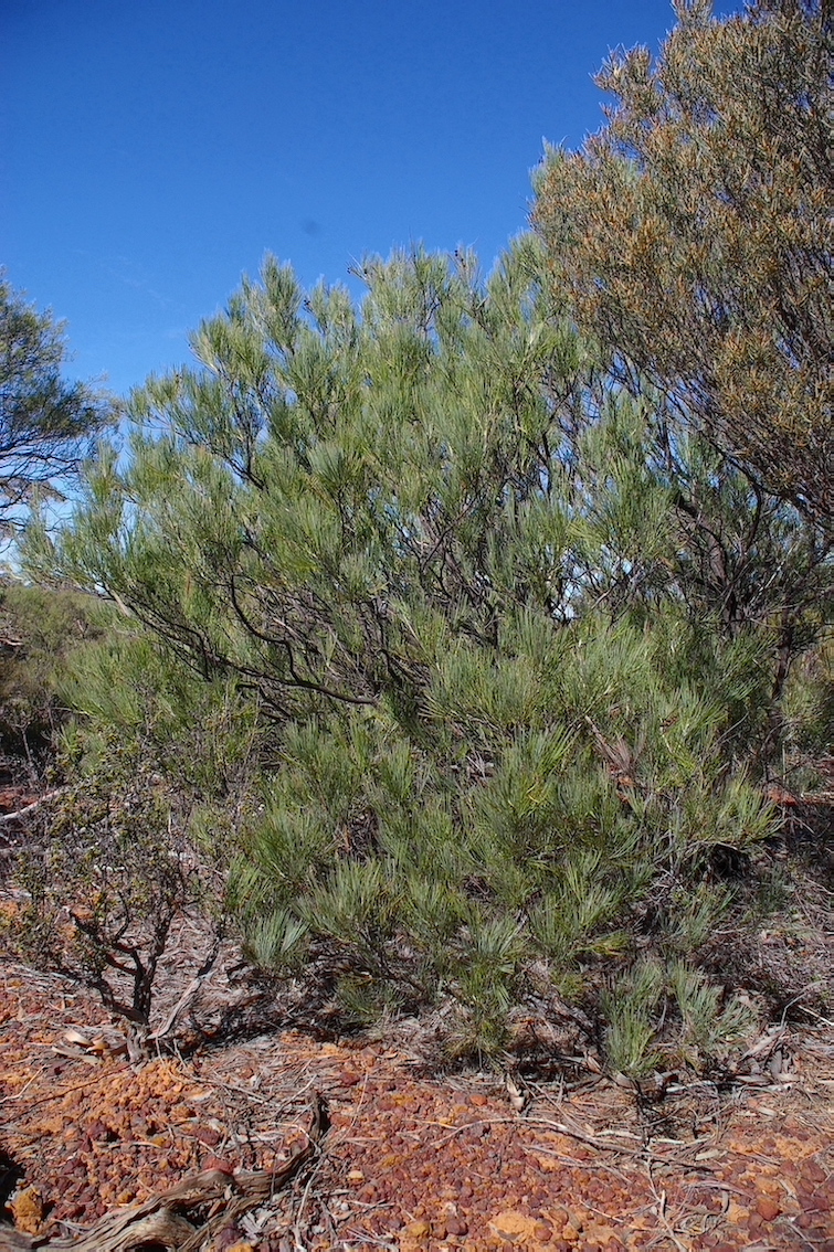 IMGP1850 Grevillea nematohylla shrub copy