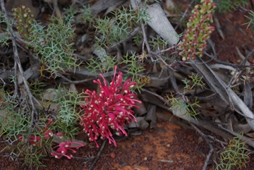 IMGP3791_Grevillea_georgiana_360w.JPG