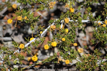 IMG_0817_Acacia_adinophylla_360w.jpg