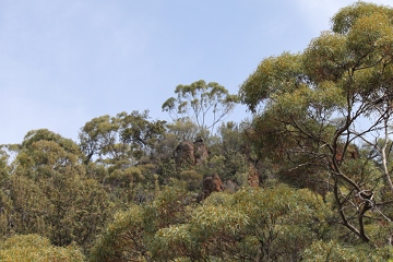 IMG_1044_mallee_outcrop_360w.JPG