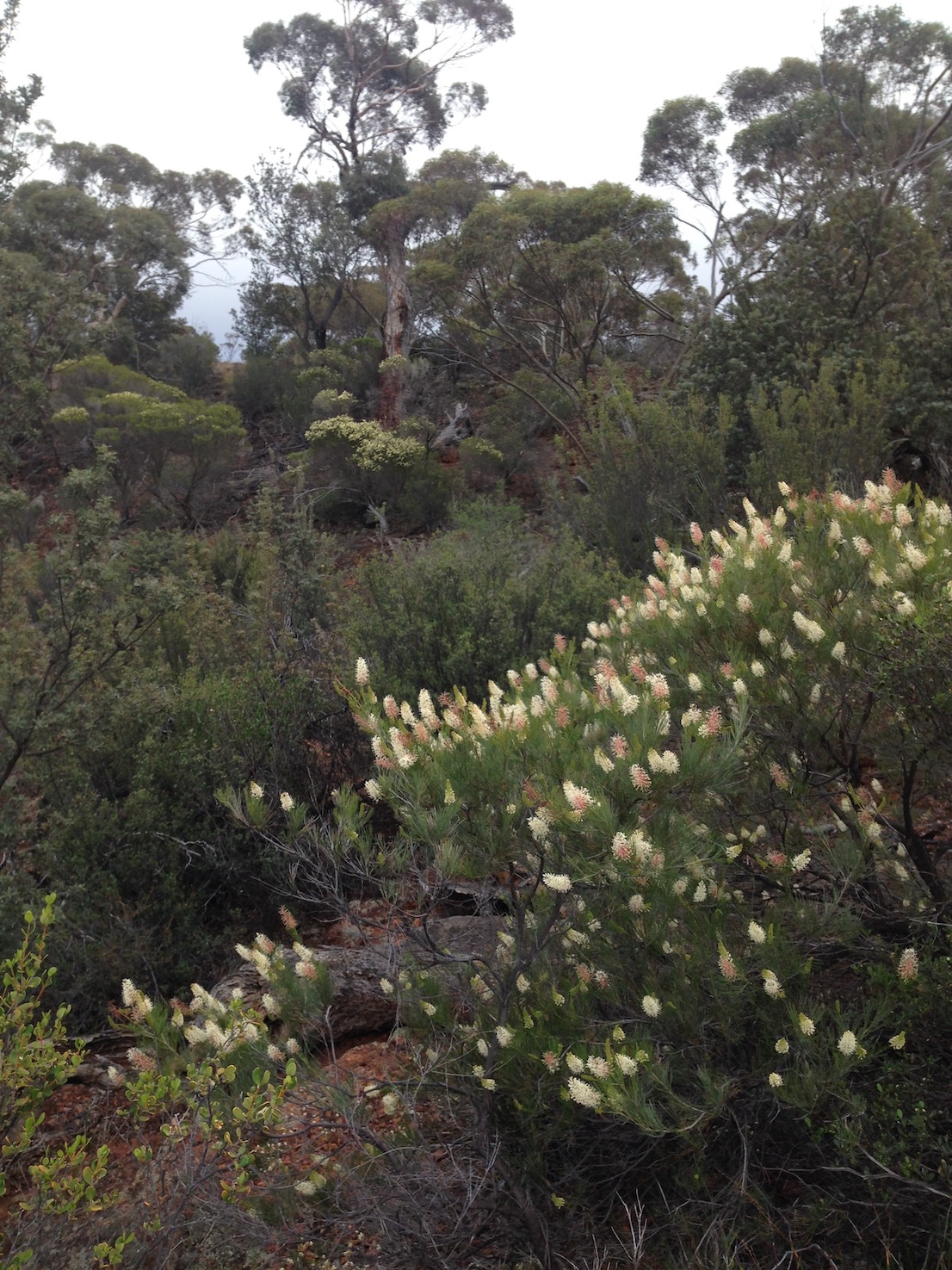IMG 1586 Grevillea the Pass copy