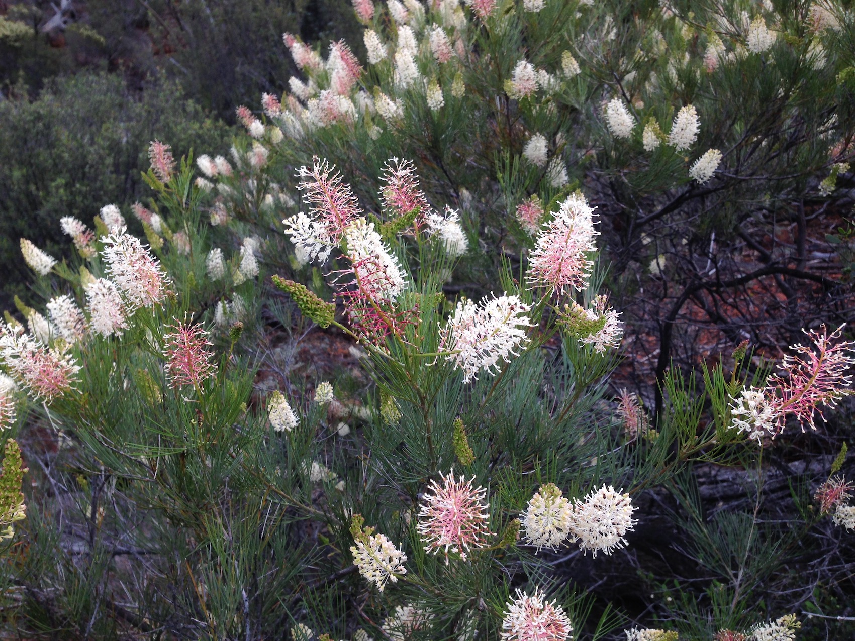 IMG 1588 Grevillea the Pass copy