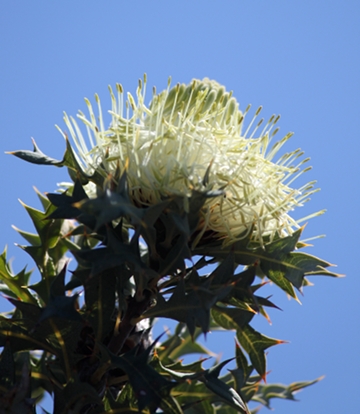 IMG_2012_Dryandra_arborea_flower_crpd_360w.jpg