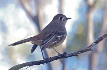 Southern_Scrub_Robin_WM46_MarkBinns_360w.jpg