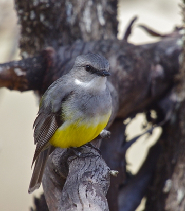 Western_Yellow_Robin_IMGP9945_MarkBinns_crpd_360w.jpg