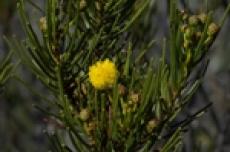 Two new Threatened plant species for the Range